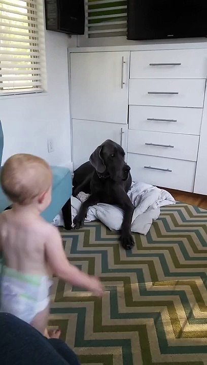 Un bébé prend la couverture d'un dogue allemand