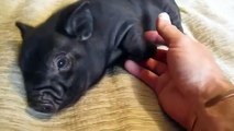 Mini pigs. Cute domestic pigs