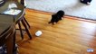 Ice cubes against puppies. Funny puppy playing with ice cubes