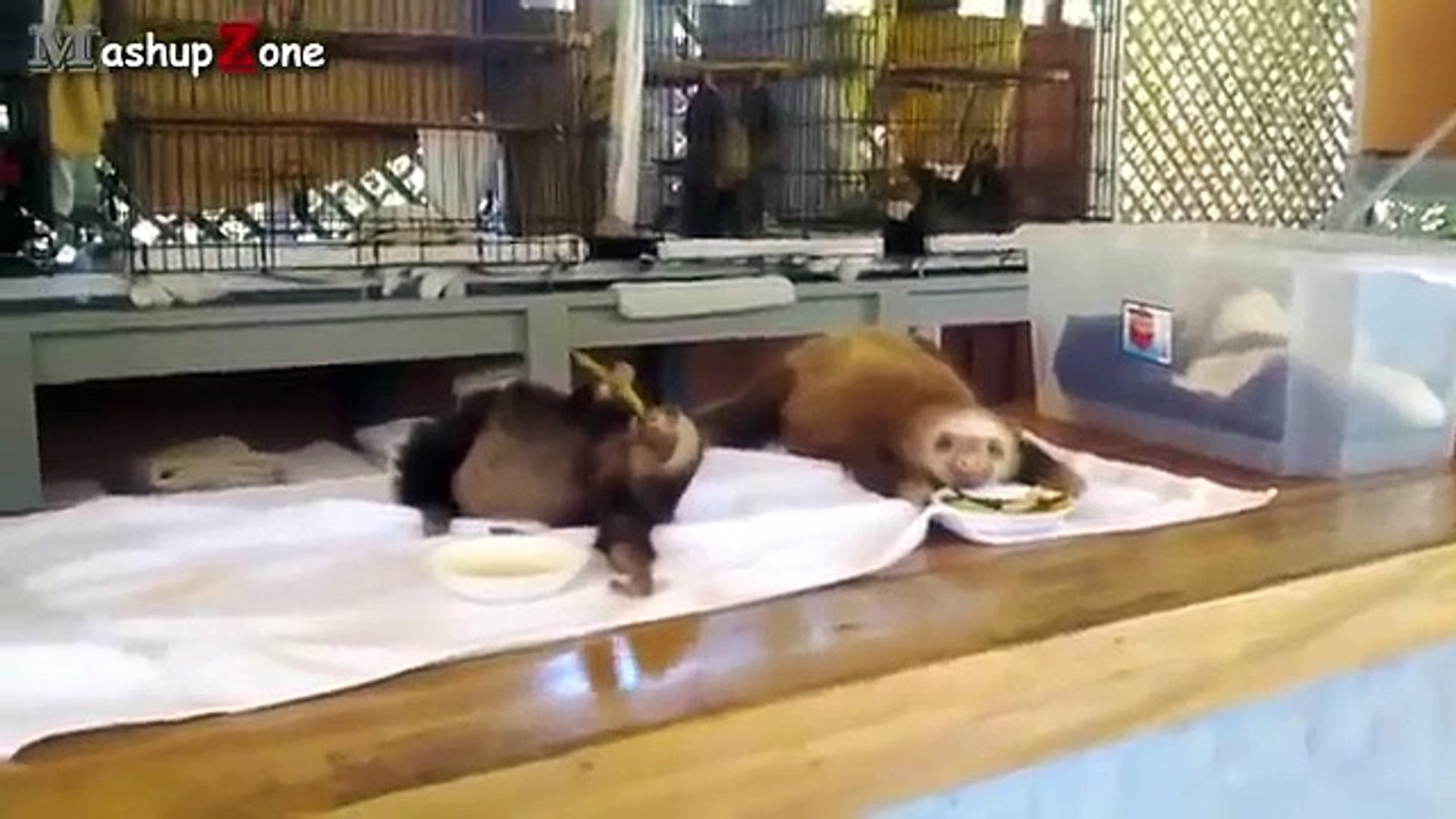 Lazy sloths. Funny video sloths