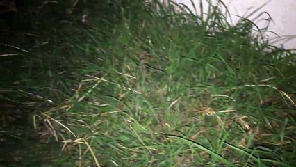 Des araignées brillent dans le noir