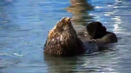 Lontra do mar cuida de si mesma. Lontra engraçado que flutua em sua volta