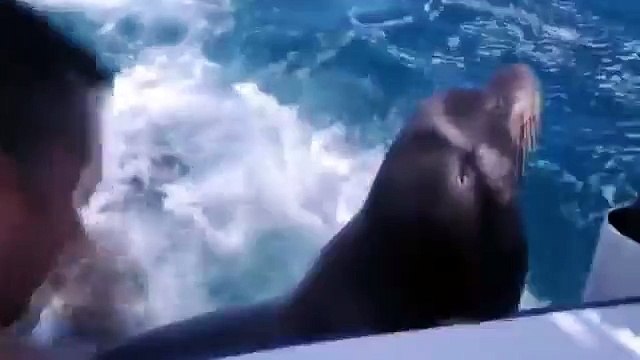 Os leões marinhos vieram para visitar. Leões engraçados do mar