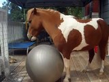 Cavalo e uma tigela grande. Pastor brincando com uma bola