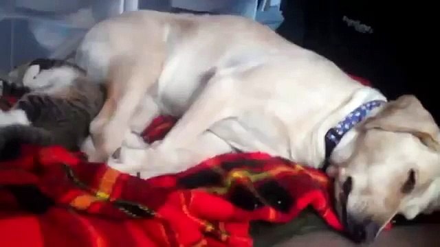 Melhores amigos - cães e gatos. Gatos e os cães engraçados