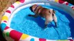 Pugs encanta las piscinas. Pugs divertidos nadar