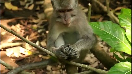 No te pierdas tu oportunidad. Animales divertidos bostezan