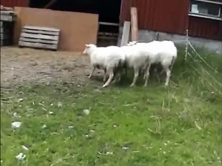 Conejo dio terror. Conejito divertido ovejas persecución