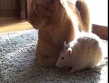 Las ratas aman el gato. Amigos rata divertidos con un gato