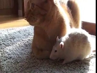 Las ratas aman el gato. Amigos rata divertidos con un gato