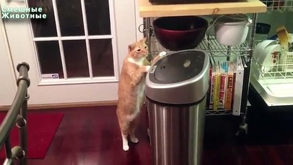 ¿Quién va a ganar contra las papeleras de mano Gatos