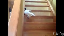 Escaleras para animales. Animales y escaleras