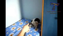 Top gatos divertidos y lindos y gatos - Videos divertidos (colección)