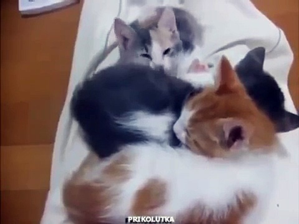 Pile de chatons de couchage