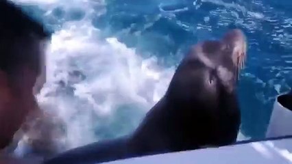 Les lions de mer sont venus visiter. Lions de mer drôles