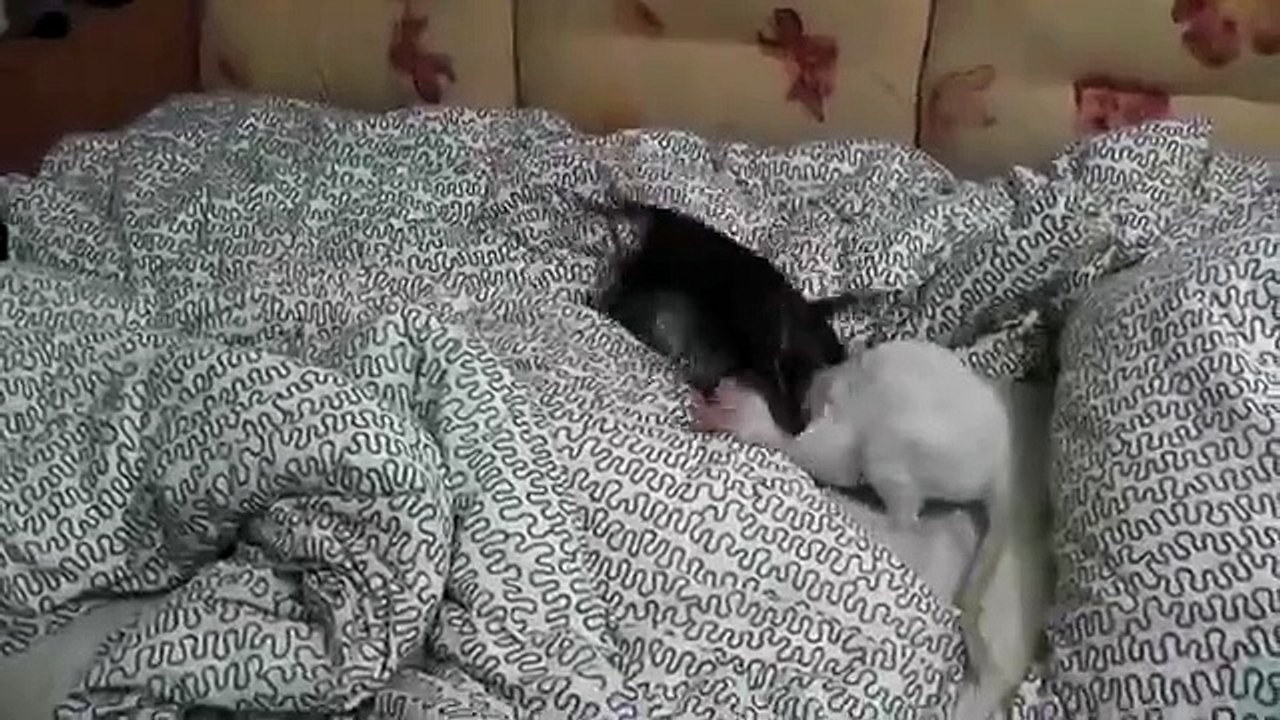 Têtes de jeu. Drôle chat et de chien jouant sur le lit