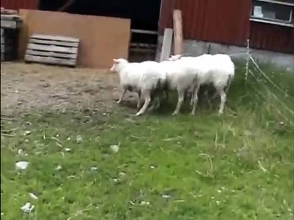 Lapin a donné la terreur. Funny bunny moutons chasse