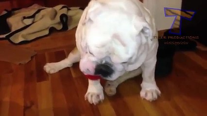 Top chiens drôles et mignons (collecte)