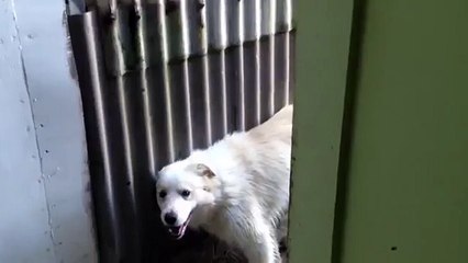 Massez le mur. Chien fait un massage