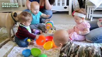 Мопсы играют с детьми. Прикольные мопсы и дети