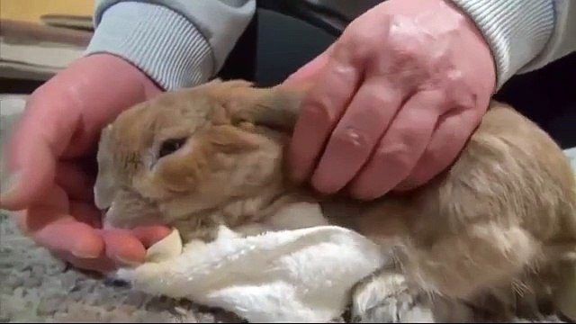 Кролик любит, когда его гладят. Хорошенький кролик