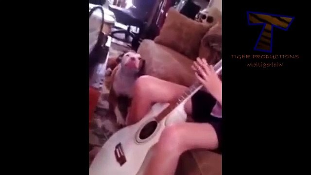 Любители хорошей музыки. Смешные кошки и собаки