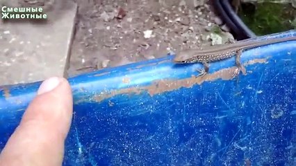 Маленькая ящерица. Забавные зверюшки