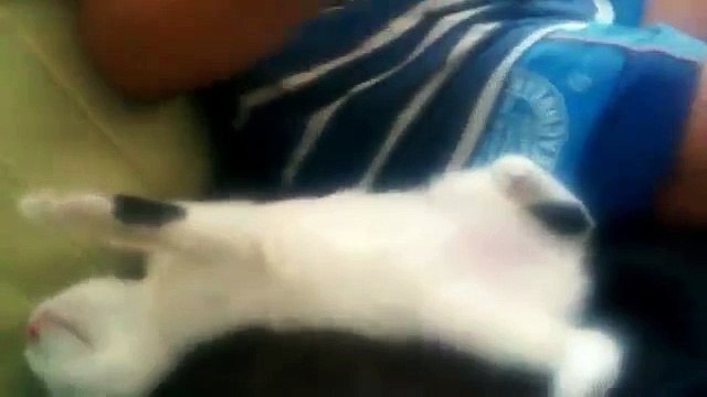 Милый и забавный спящий котёнок. Смешные коты