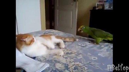 환자 동물 재미있는 동물은 어떻게 환자