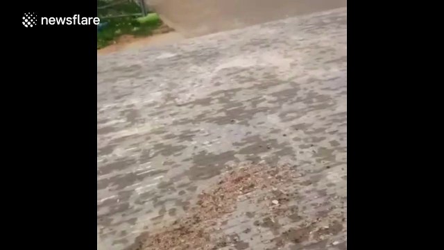 Dog hilariously fails to jump onto the back of a pick-up truck