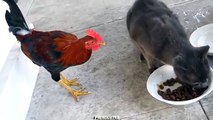 쿠라와 고양이 식사. 치킨 대 고양이