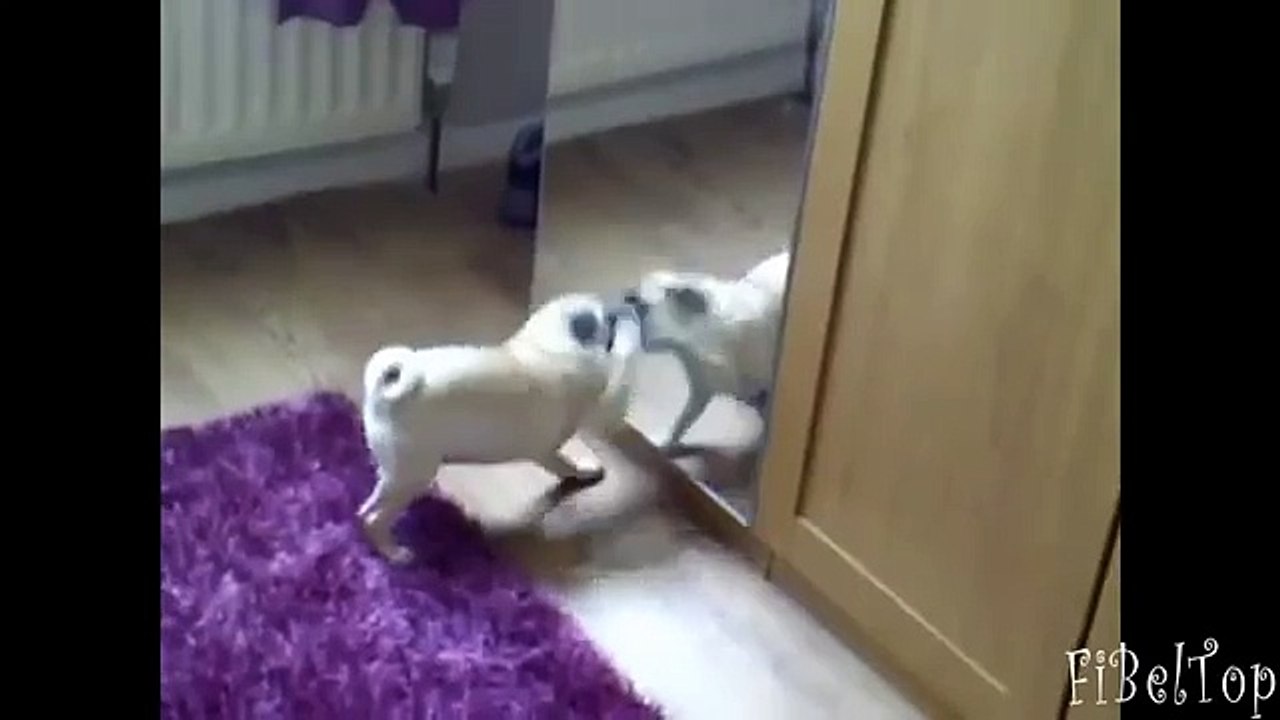 パグは、ミラーに反映されます。ミラーに対するパグ