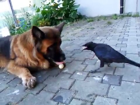Un corbeau joue à la balle avec son maître