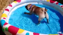 パグはプールが大好きです。面白いパグは泳ぎます