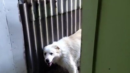 壁をマッサージ。犬のマッサージを作ります