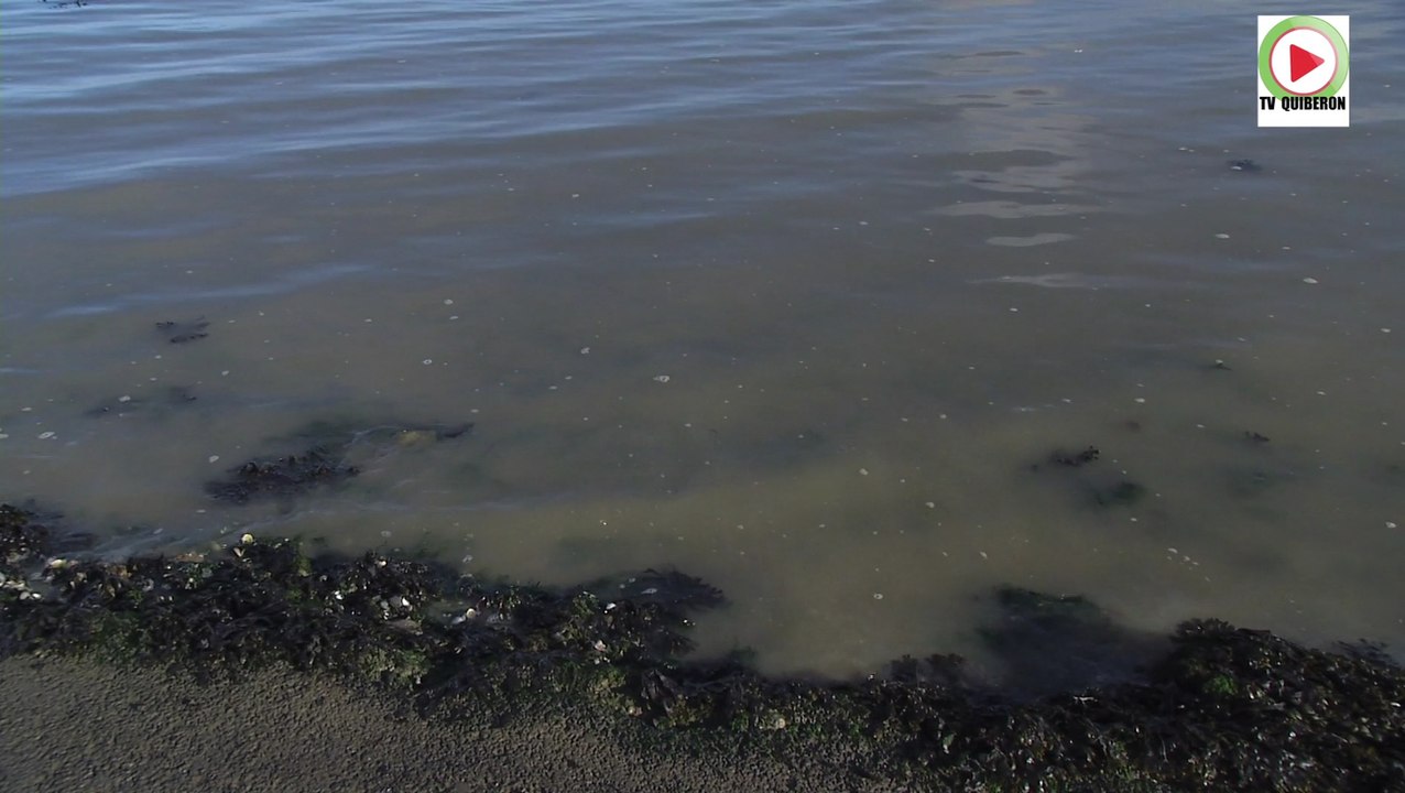 La mer cavale au passage du Gois - Télé Noirmoutier Vendée
