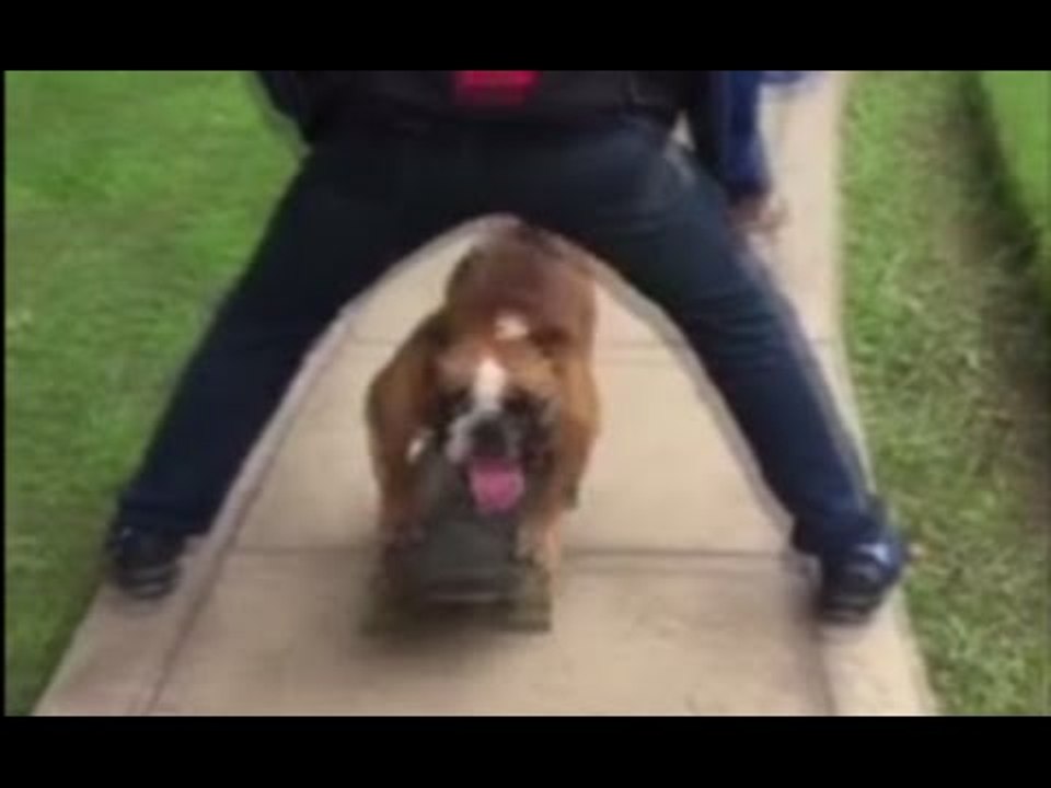 Meet Biuf: Skateboarding bulldog sets new record after 350m ride