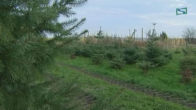 Fêtes de fin d'année : la ruée vers l'or vert, c'est parti