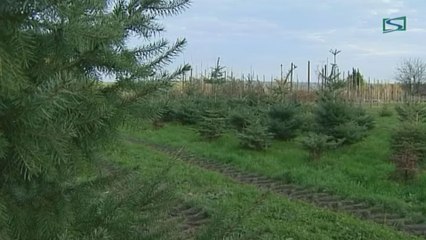 Fêtes de fin d'année : la ruée vers l'or vert, c'est parti