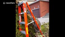 Funny raccoon wants to help decorate a tree