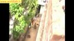 Leopard appeared In Indian village Chandrapur, Maharashtra - Live Footage