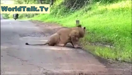 Man V/S Lion - Amazing