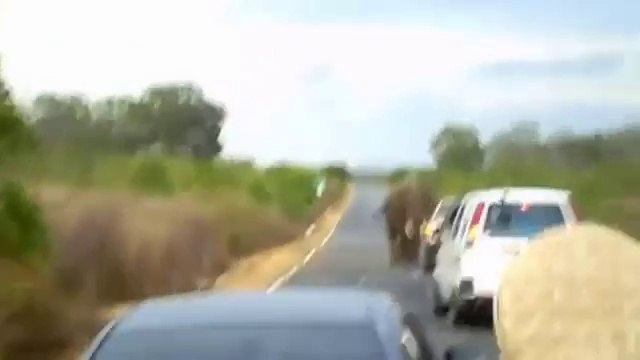 Begging Elephants Halt Traffic in Sri Lanka