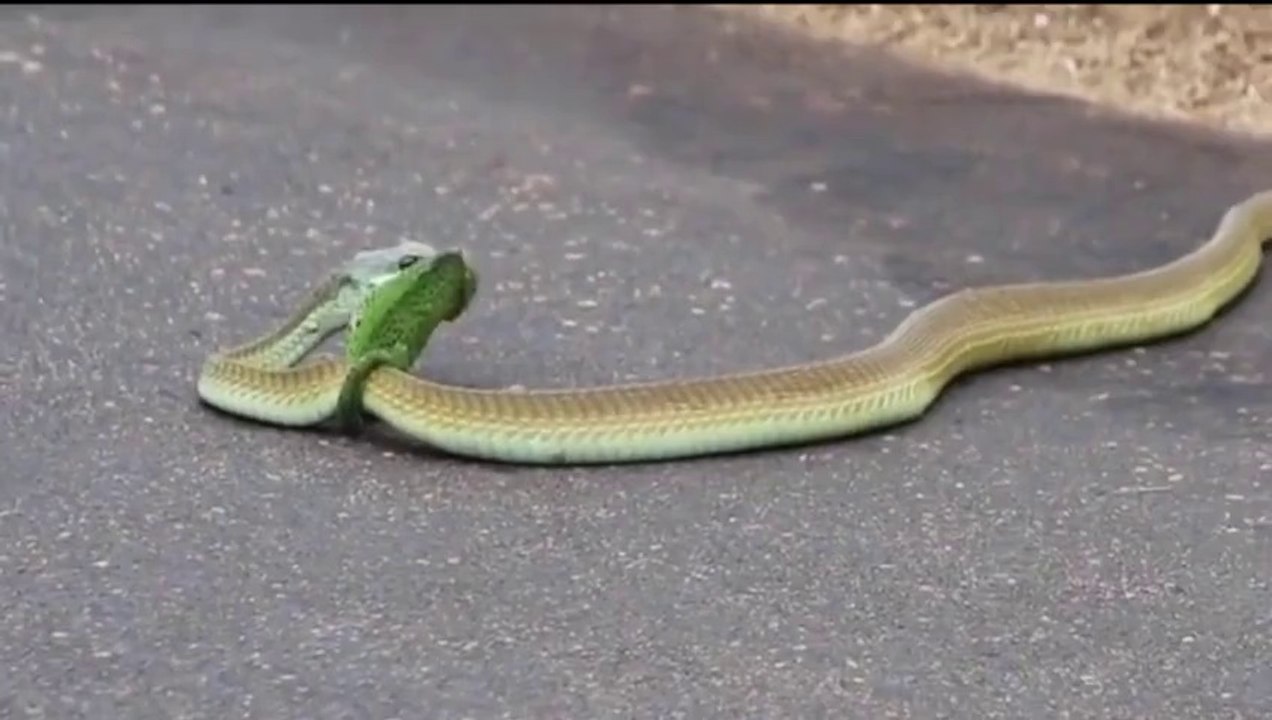 OMG!! Snake devours Chameleon