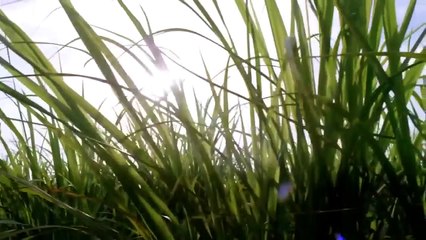 FUTURE - EARTH (2015) Documentary