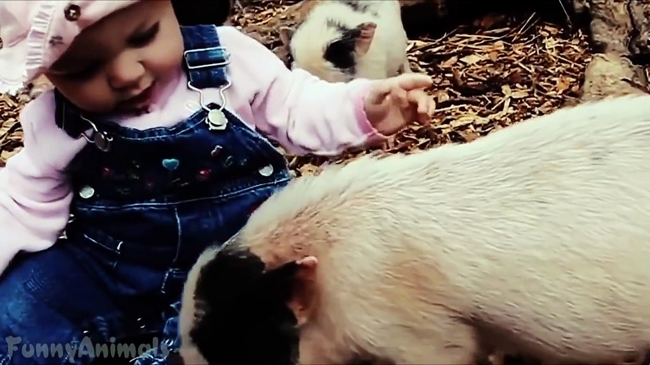 Cute Micro Pig A Cute Mini Pig Videos Compilation Best Mini Pig Videos