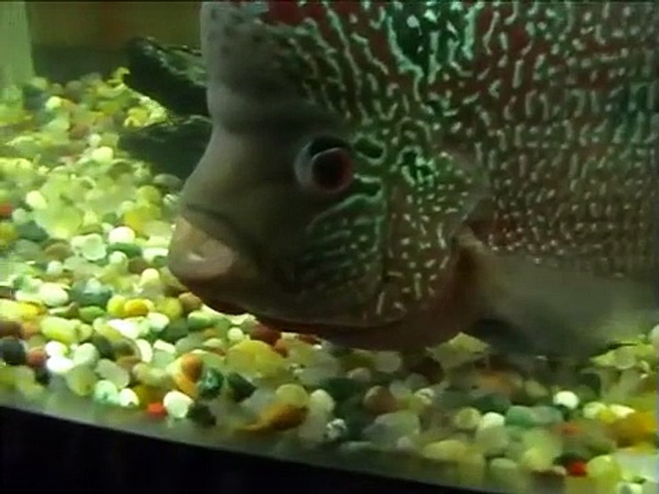 Fish says Allah