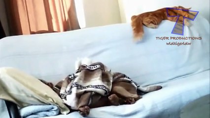 Funny animals stealing stuff - Cute animal compilation