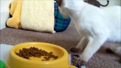 Топ 5 Смешные коты #2 / Top 5 Cat Videos #2