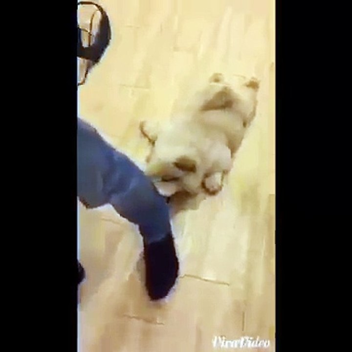 Funny Animals - Cute animal compilation 2015